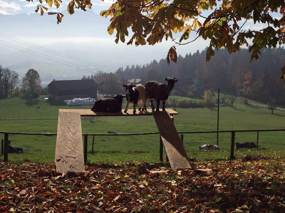 Landgasthof Santisblick Hotel Abtwil Bagian luar foto